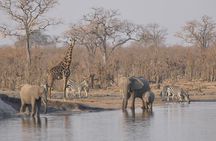 1 Day 1 Night Hwange National Park Safari