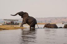 Chobe Full Day Trip From Victoria Falls