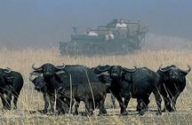 Chobe Sunrise upto Sunset Day trip from Victoria Falls 5AM - 7PM