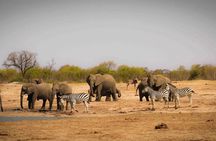 Hwange (Safari) Day Trip from Victoria Falls