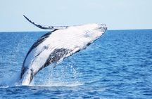 Freedom 3/4 Day Hervey Bay Premium Whale Watching Cruise