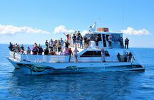 Freedom 3/4 Day Hervey Bay Premium Whale Watching Cruise