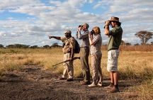 Three days Mikumi National Park, game drive and walking safari inside the park