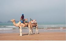 Essaouira: Private or Small-Group Day Trip from Marrakech