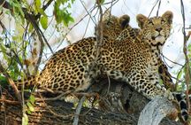 Chobe Sunrise upto Sunset Day trip from Victoria Falls 5AM - 7PM