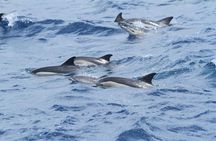 Dolphins Watching in Gibraltar - Day Trip from Seville
