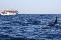 Dolphins Watching in Gibraltar - Day Trip from Seville