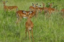 6 days Safari to Lake Eyasi, Natron, Manyara, Serengeti and Ngorongoro crater