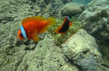 Full-day Cham Islands Cruise from Hoi An with Underwater Walking Excursion
