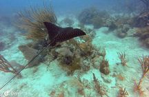 Fajardo Afternoon Snorkeling Adventure Tour