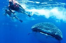 Private Whale Shark Ecofriendly Tour from Riviera Maya