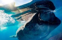 Private Whale Shark Ecofriendly Tour from Riviera Maya