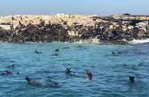 Cape of Goodhope Tour a Full Day Exploring the Cape Peninsula