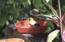 Rockland Bird Sanctuary and Hip-Strip Shopping