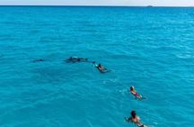 Meet the dolphins in snorkeling tour