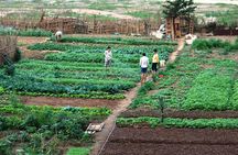 FARM TOUR AND HOME COOKING WITH LOCAL FAMILY IN HANOI 3-5 hours