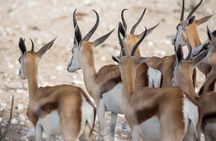 3 Day Etosha Budget Camping Safari