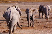 3 Day Etosha Budget Camping Safari