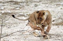 3 Day Etosha Budget Camping Safari