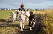 Small-Group Dog Sled-Ride with Transfer Service
