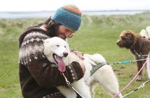 Dogsledding Husky Ride in Iceland, nearby Reykjavik