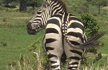 3 Day Essential 4x4 Safari: Manyara, Tarangire & Ngorongoro