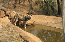 Ann Van Dyk Cheetah Centre an exciting conservation project!