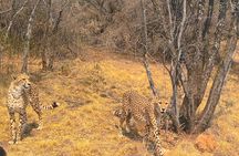 Ann Van Dyk Cheetah Centre an exciting conservation project!