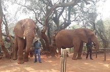 Elephant Sanctuary Tour from Johannesburg or Pretoria