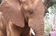 Elephant Sanctuary Tour from Johannesburg or Pretoria