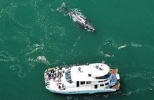 Boat Based Whale Watching from Hermanus