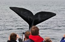 Boat Based Whale Watching from Hermanus