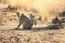 Pilanesberg Game Reserve 6 Hour Sunrise Safari from Johannesburg or Pretoria