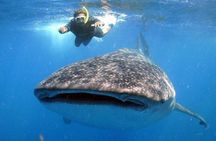 Whale Shark Snorkel Experience in Cancun (Snack Lunch included)