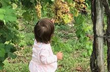 Wine Tour whit wine tasting