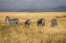 5-Day Mikumi & Ruaha Tanzania Wildlife Lodge Safari