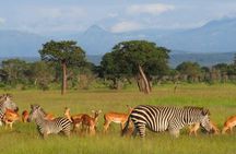 5-Day Mikumi & Ruaha Tanzania Wildlife Lodge Safari
