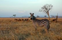 5-Day Mikumi & Ruaha Tanzania Wildlife Lodge Safari