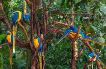 Iguassu Bird Park - Tickets Included