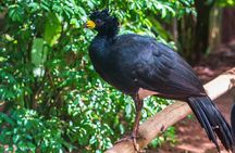 Iguassu Bird Park - Tickets Included