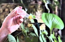 Rocklands Bird Sanctuary and Montego Bay Highlights Tour from Falmouth