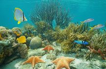 Roatan 3 Stop Snorkeling Adventure, Shipwreck, Starfish & Blue Channel