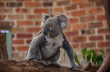 Blue Mountains Wildlife Full-Day Sights and Hiking from Sydney