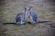 Blue Mountains Wildlife Full-Day Sights and Hiking from Sydney