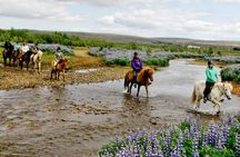 Icelandic Horseback Riding Tour Including Pick Up from Reykjavik