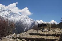 Everest Base Camp - Cho La Pass - Gokyo Trek