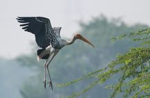 Sultanpur The wonder of Birding from Delhi