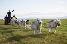 Dogsledding Husky Ride in Iceland, nearby Reykjavik