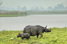 Kaziranga Indian Big Five Wildlife Tour