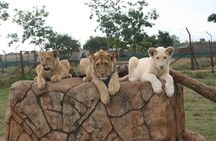 Rhino and Lion Park to see lots more animals nearest Johannesburg